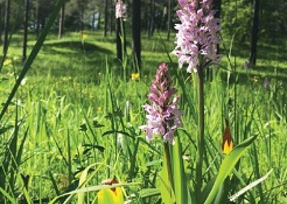 Orchidee