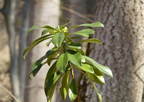 Lorbeer Seidelbast