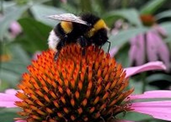 Hummel