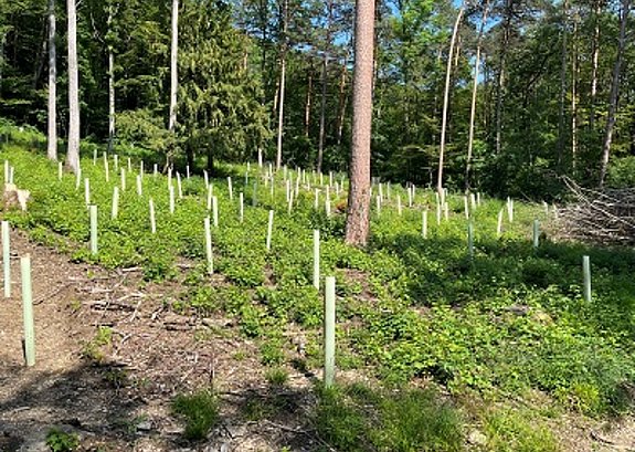 Jungwaldflaeche