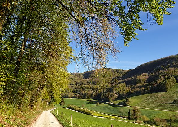 Kiesweg neben Wald