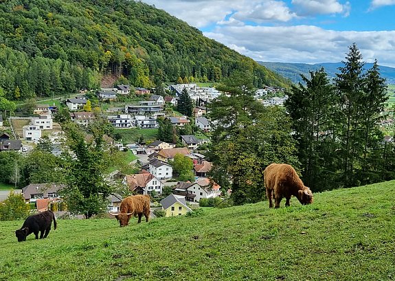 Hochlandrinder