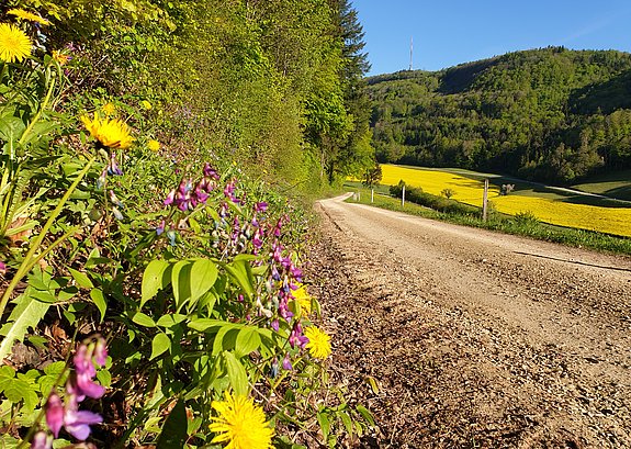 Kiesweg neben Rapsfeld