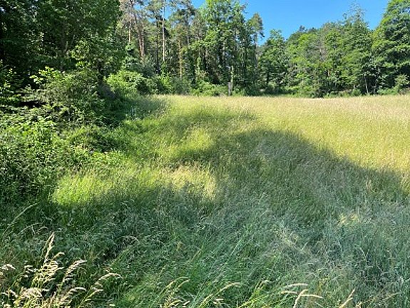 Waldrand Stierematt