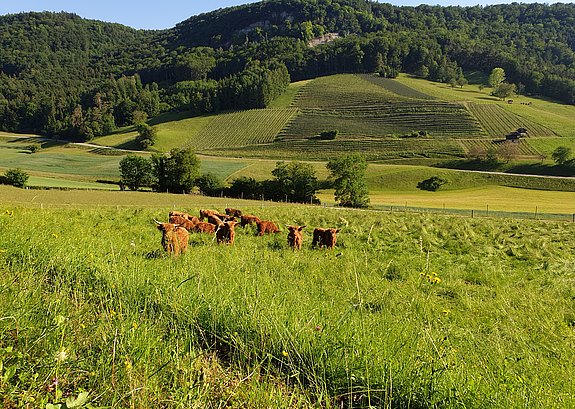 Hochlandrinder