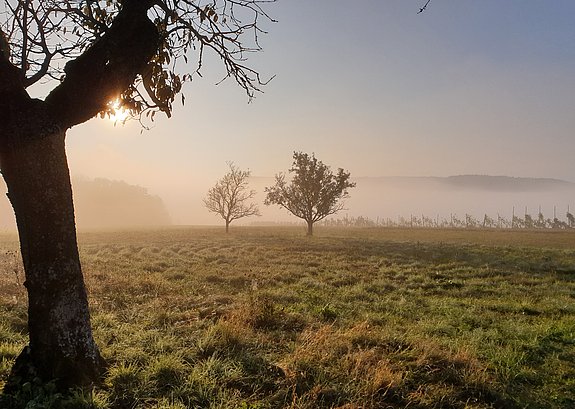 Bäume im Nebel