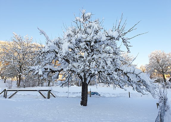 Baum verschneit