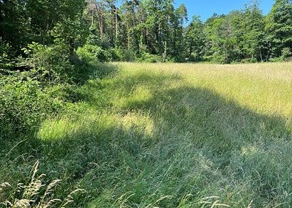 Waldrand Stierematt