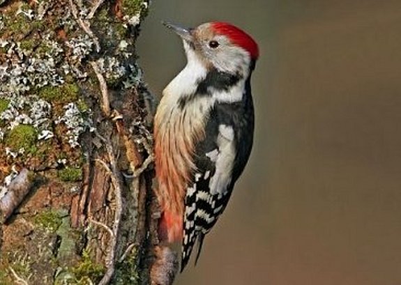 Altvogel