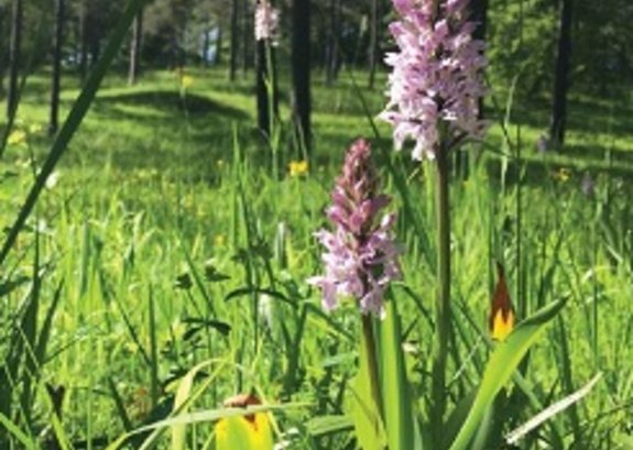 Orchidee